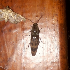 Conoderus fuscofasciatus