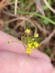 Draba nemorosa