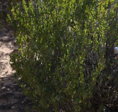 Leptospermum coriaceum