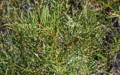 Acacia ligulata
