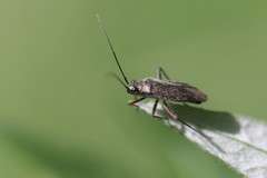 Irbisia californica
