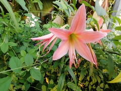 Hippeastrum striatum