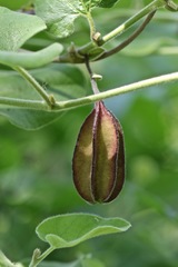 Aristolochia californica