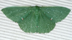 Prasinocyma iosticta