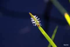 Eleocharis sphacelata