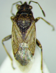 Xyonysius