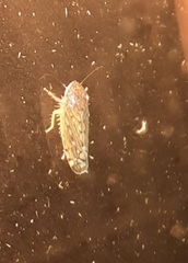 Osbornellus filamentus