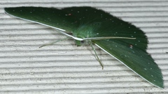 Prasinocyma iosticta