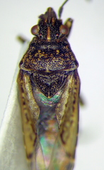 Xyonysius