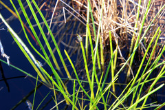 Eleocharis sphacelata