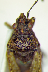 Xyonysius