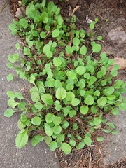 Persicaria thunbergii