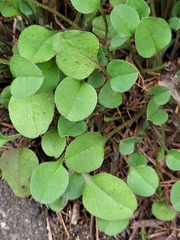 Persicaria thunbergii