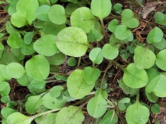 Persicaria thunbergii