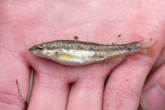 Rhinichthys obtusus