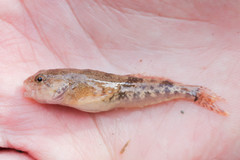 Cottus bairdii