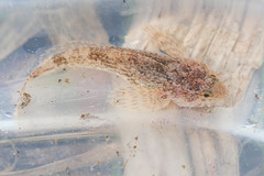 Cottus bairdii