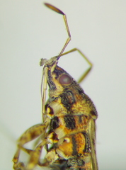 Xyonysius