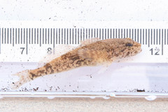 Cottus bairdii