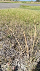 Amphibromus nervosus