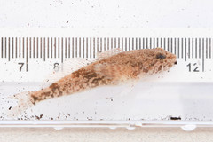 Cottus bairdii