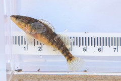 Etheostoma caeruleum