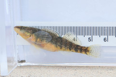 Etheostoma caeruleum