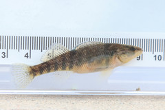 Etheostoma caeruleum