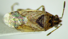 Xyonysius