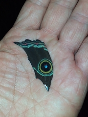 Morpho helenor peleides