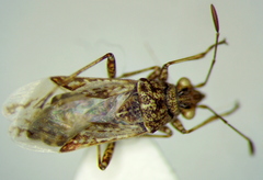 Xyonysius