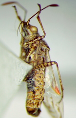 Xyonysius
