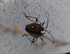 Poecilometis alienus