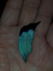 Morpho helenor peleides
