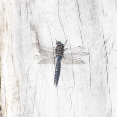 Rhionaeschna variegata