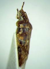 Xyonysius