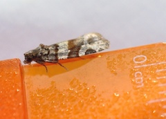 Argyrotaenia kimballi