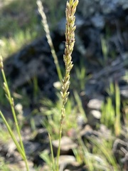 Melica californica