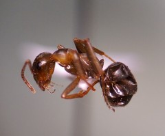 Formica integra