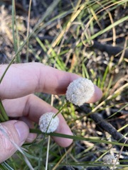 Lomandra leucocephala