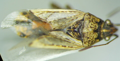 Xyonysius