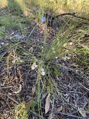 Lomandra leucocephala