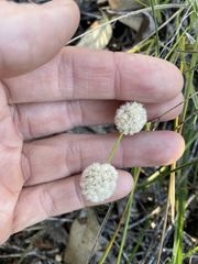 Lomandra leucocephala