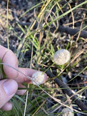 Lomandra leucocephala