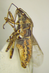 Xyonysius