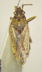 Xyonysius