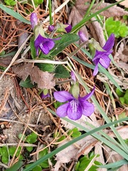 Viola mandshurica