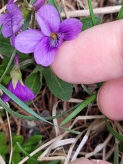 Viola mandshurica