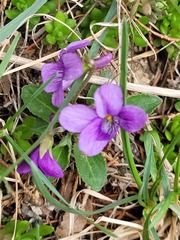Viola mandshurica