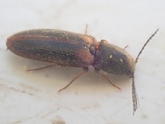 Tetralimonius ornatulus